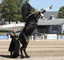 спорту