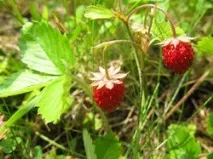 Біла плямистість листя суниці листя