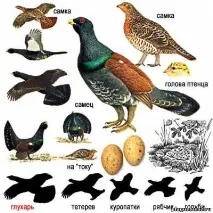 Глухар - Tetrao urogallus urogallus