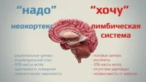 мозок