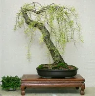 Болотний кипарис, Таксодіум дворядний (Taxodium distichum) кипарис