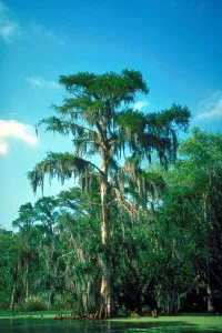 Болотний кипарис, Таксодіум дворядний (Taxodium distichum) болотний