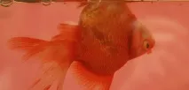 Хвороби золотих рибок ознаки, види та лікування риб рибок