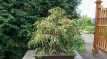 Болотний кипарис, Таксодіум дворядний (Taxodium distichum) болотний