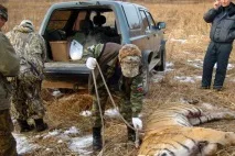 Браконьєрство в Україні - налагоджений бізнес 27-06-2016 браконьєрство