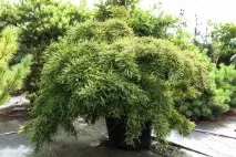 Болотний кипарис, Таксодіум дворядний (Taxodium distichum) taxodium