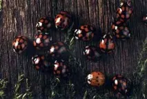 Сонечка (Coccinellidae) сонечок