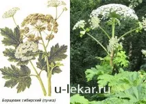 Борщівник сибірський (Пучка) сибірський