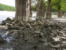 Болотний кипарис, Таксодіум дворядний (Taxodium distichum) кипарис