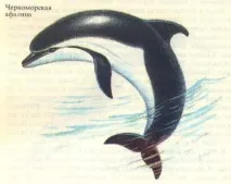 вони