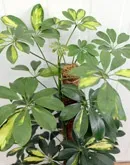 Драцена запашна - Dracaena fragrans Dracaena