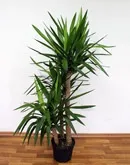 Драцена запашна - Dracaena fragrans запашна