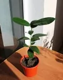 Драцена запашна - Dracaena fragrans fragrans