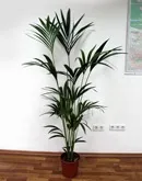 Драцена запашна - Dracaena fragrans запашна