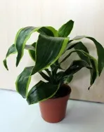 Драцена запашна - Dracaena fragrans Dracaena