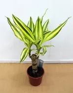 Драцена запашна - Dracaena fragrans Драцена