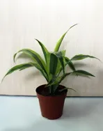 Драцена запашна - Dracaena fragrans Драцена