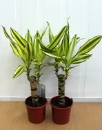 Драцена запашна - Dracaena fragrans запашна