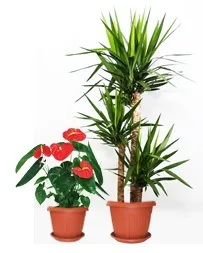 Драцена запашна - Dracaena fragrans fragrans