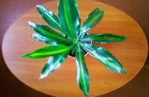 Драцена запашна - Dracaena fragrans fragrans