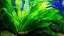 Ехінодорус Блехера (Echinodorus bleheri), Каталог статей, Аквамір зоомагазин в Тольятті блехера