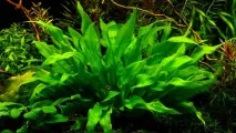 Ехінодорус Блехера (Echinodorus bleheri), Каталог статей, Аквамір зоомагазин в Тольятті статей