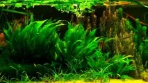 Ехінодорус Блехера (Echinodorus bleheri), Каталог статей, Аквамір зоомагазин в Тольятті echinodorus