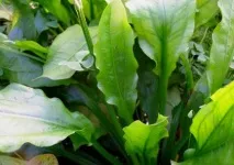 Ехінодорус Блехера (Echinodorus bleheri), Каталог статей, Аквамір зоомагазин в Тольятті echinodorus