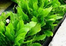 Ехінодорус Блехера (Echinodorus bleheri), Каталог статей, Аквамір зоомагазин в Тольятті каталог