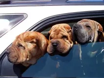 показує
