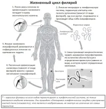 Філярії – життєвий цикл, класифікація, види, морфологія, фото цикл