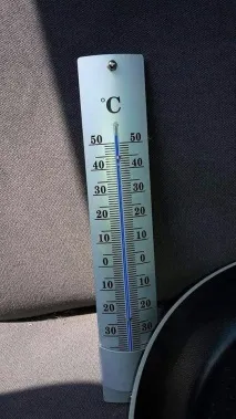собаку
