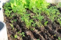 Gardening, Морква без проблем, підготовка насіння та посадка моркви морква