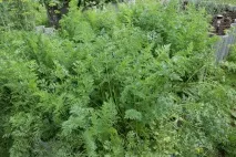 Gardening, Морква без проблем, підготовка насіння та посадка моркви gardening