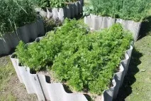 Gardening, Морква без проблем, підготовка насіння та посадка моркви морква