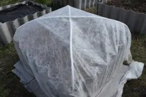 Gardening, Морква без проблем, підготовка насіння та посадка моркви морква