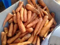 Gardening, Морква без проблем, підготовка насіння та посадка моркви морква