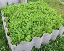 Gardening, Морква без проблем, підготовка насіння та посадка моркви морква