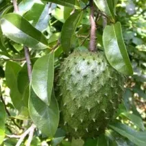 guanabana