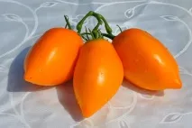 моді