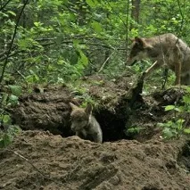 Як знайти лігво вовка лігво