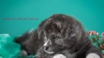 кішки