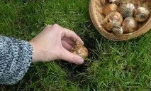 Як посадити фрезію у відкритий ґрунт | ґрунт