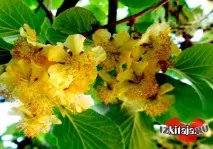 Який фрукт раніше називали китайським аґрусом фрукт