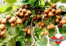 Який фрукт раніше називали китайським аґрусом китайським