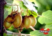 Який фрукт раніше називали китайським аґрусом називали