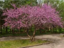 Як посадити дерева-екзоти дерева