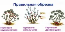 Як укрити садову гортензію на зиму зиму