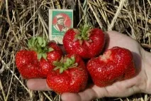 Як суниця Машенька ніка Машенька фото машенька