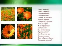Календула - початкові класи, презентації класи